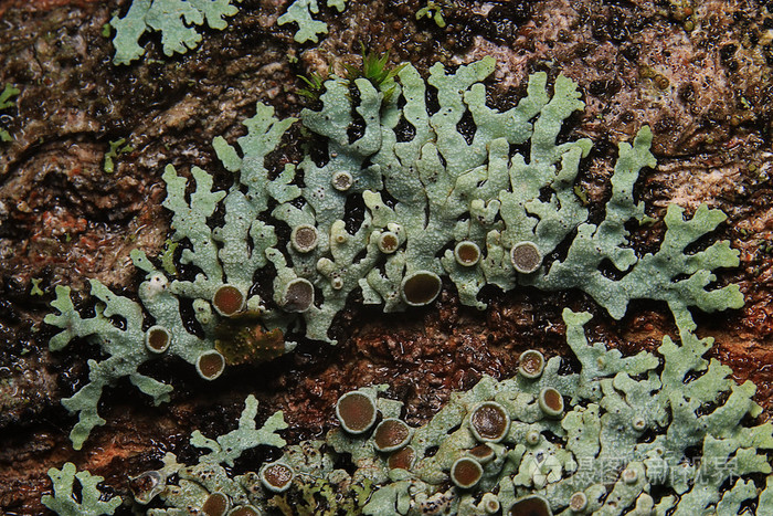 纹理苔藓地衣