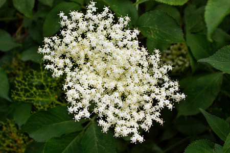 在花园里盛开接骨木花