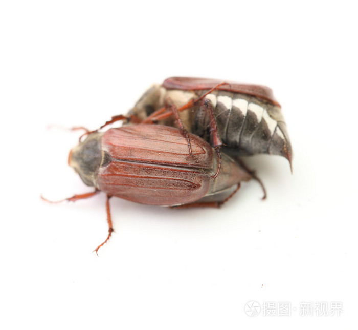 5 月 bug