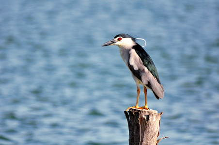 黑冠夜苍鹭nycticoraxnycticorax