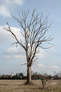 利托维尔附近田野上的老枯树