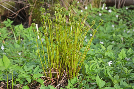 新鲜的小蕨类植物和海草