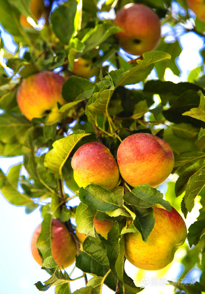 新鲜的苹果在树上