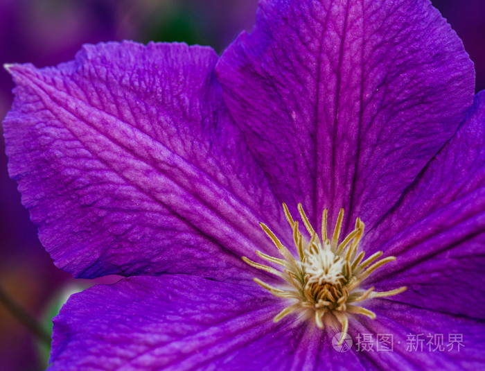 漂亮的 大的紫色铁线莲的花园里的花