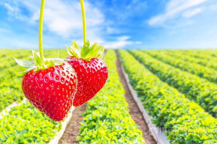 草莓的种植草莓的背景