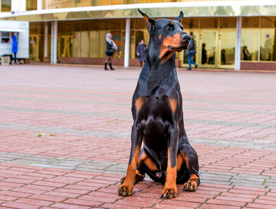 杜宾犬右侧图片