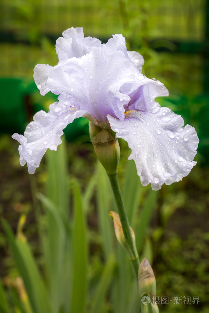 浅蓝色虹膜花