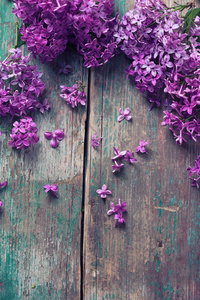 辉煌的淡紫色花
