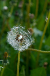 dandelion 种子在晨雾吹过一个新鲜的