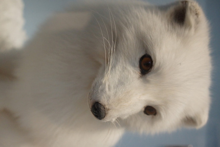 北极狐狸-狐狸蓝狐照片