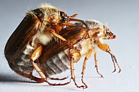 两个棕色金龟子照片