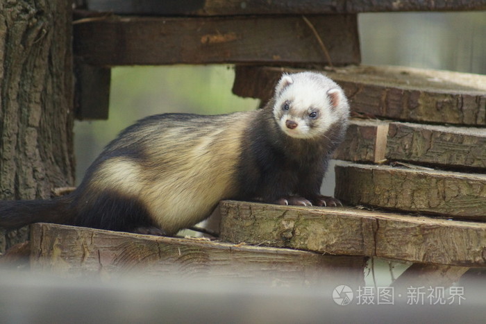 欧洲臭鼬鼬putorius