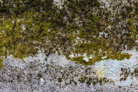 苔藓和混凝土