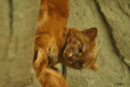 猞猁彪马 yagouaroundi