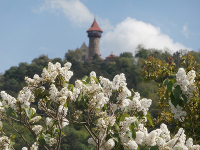 白色丁香灌木与城堡在背景
