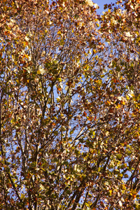 干燥的秋叶在树对蓝天