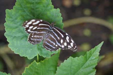 橙色带状鞋匠Catonephele orites