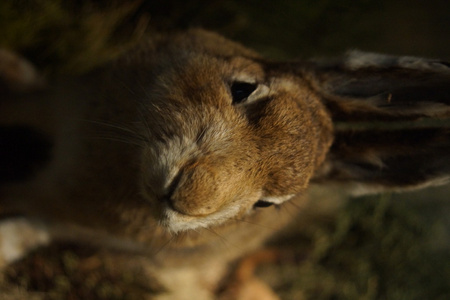 山哈雷山lepus timidus