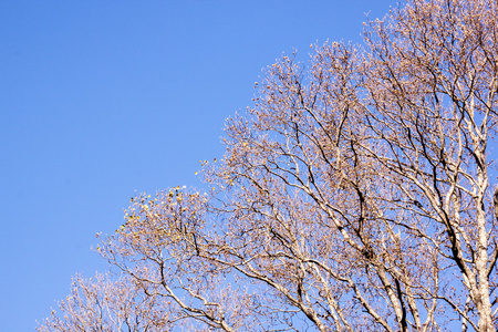 在清澈的蓝天上, 无叶的树枝