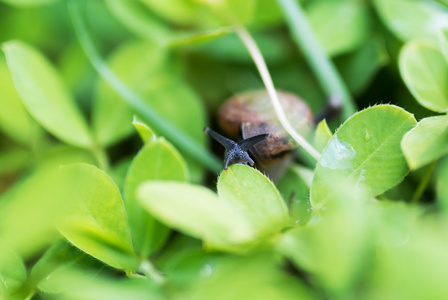 在花园绿草的叶子上的蜗牛