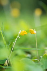 花床