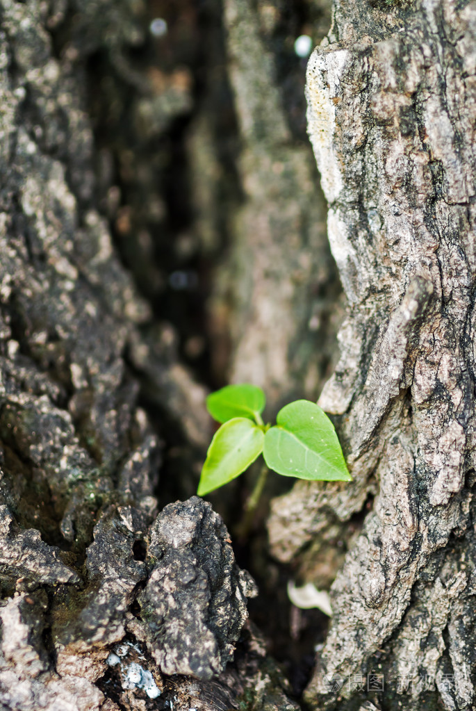 大树上的小树新一代