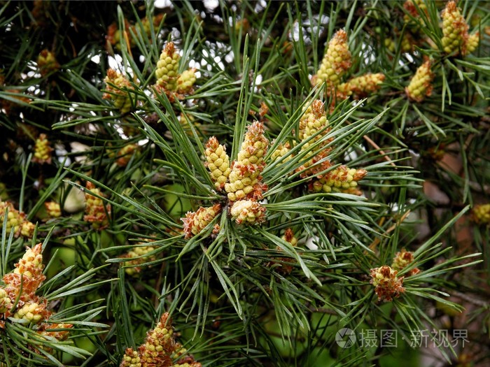 松树与雄花和雌花在春天