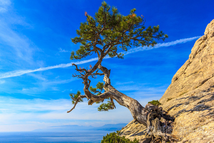 海和松树树