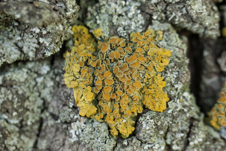 带有黄色真菌的岩石。