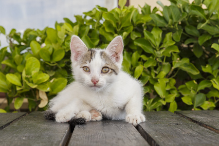 为照相机摆姿势的白色小猫的肖像