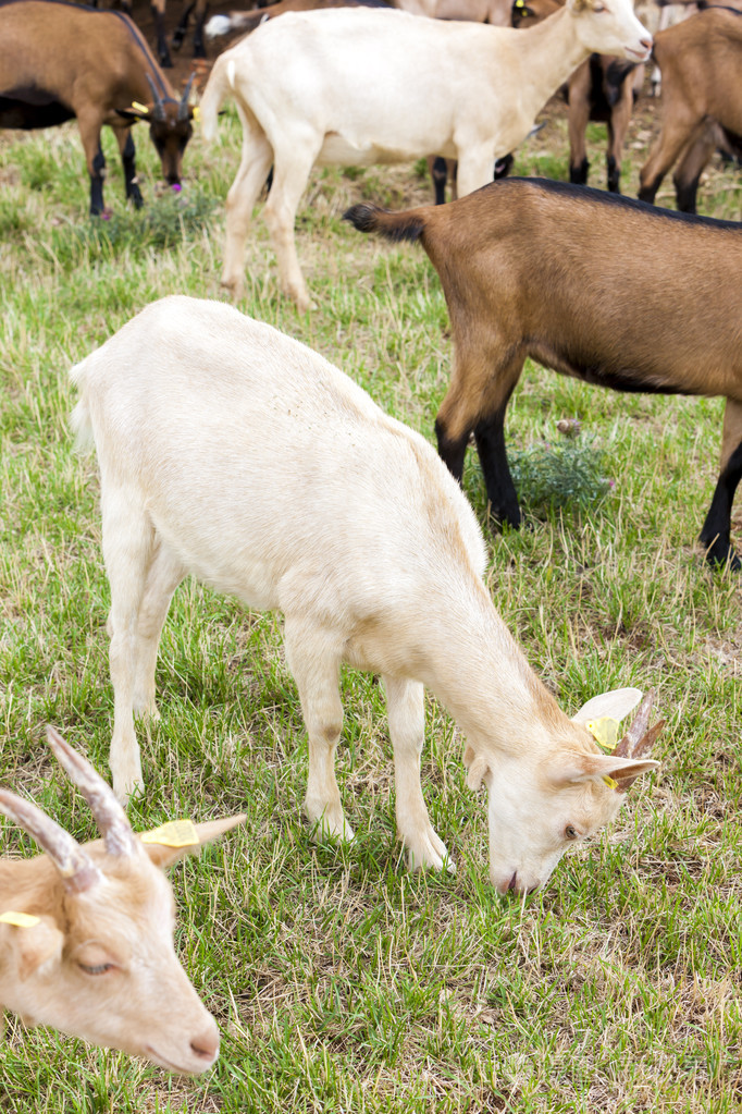 群山羊aveyronmidi比利牛斯法国