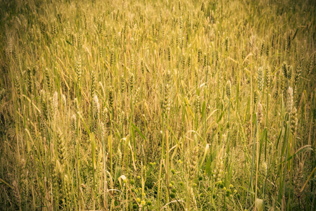 阳光下的小麦种植场