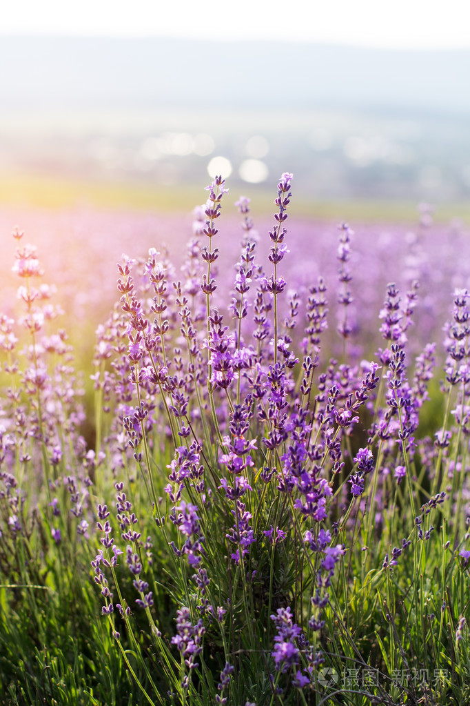 熏衣草花的特写图片, 日落时分在克里米亚