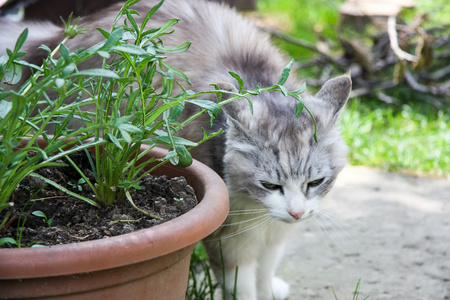 野生猫