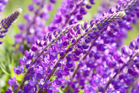 羽扇，卢平，羽扇豆领域粉红色紫色和蓝色的花朵