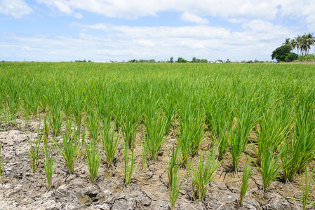 水稻发芽在稻田中。水稻幼苗绿色背景