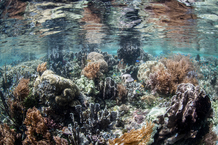 浅海珊瑚暗礁