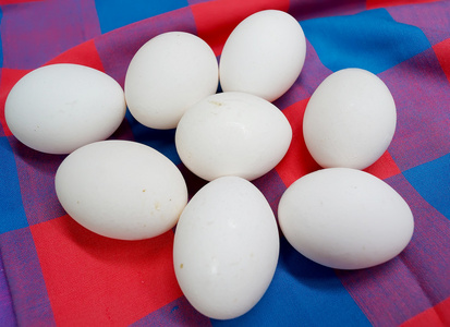 彩色背景下的白色鸡蛋