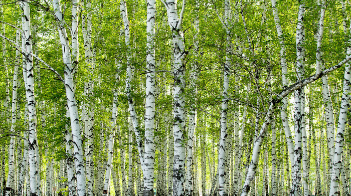 在春天的绿色的白桦林