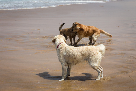 在海滩上玩的狗