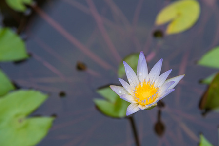 紫色的莲花绽放的鲜花，在沼泽中