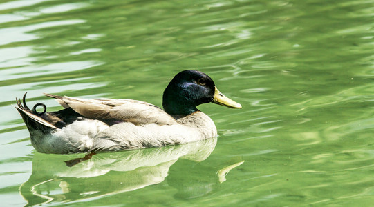 鸭子在池塘里的特写镜头
