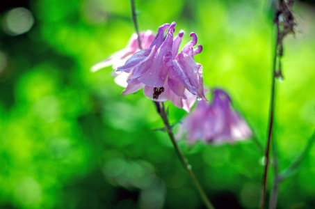 花卉