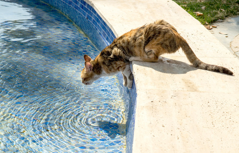 猫喝从游泳池