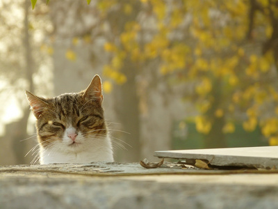 秋天的猫