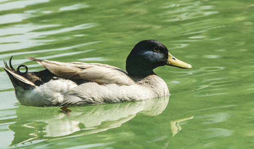 鸭子在池塘里的特写镜头