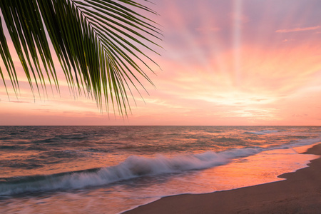 热带海滩，美丽的日落时有棕榈树。
