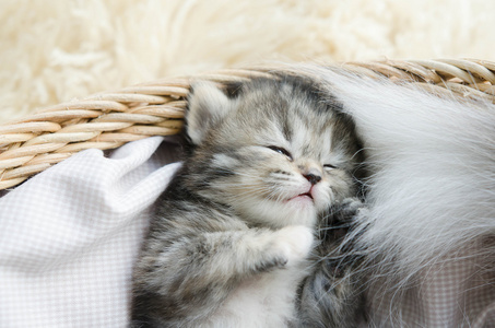 可爱的斑纹猫睡觉