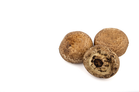 孤立的褐蘑菇