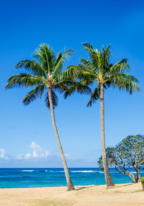 在夏威夷的波伊普沙滩上 Cococnut 棕榈树